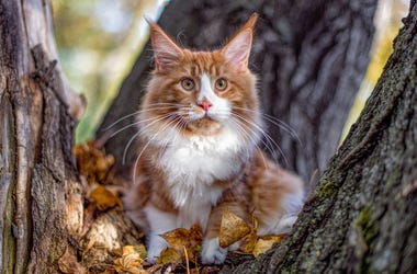 Orange Maine Coon Cat Orange Maine Coon Cat In Woods