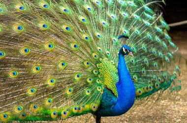 Peacock peacock