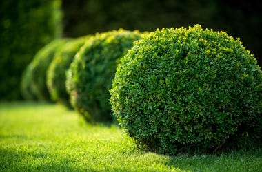 Row Of Bushes row of bushes