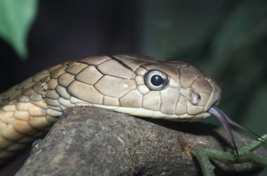 Snake Head head of snake