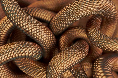 Snakes snakes