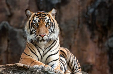 Tiger tiger