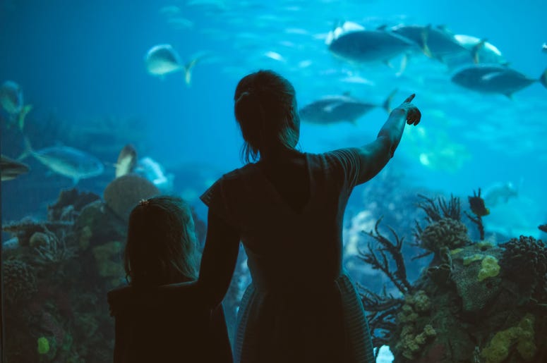 Woman And Girl Looking At Aquarium Woman And Girl Looking At Aquarium