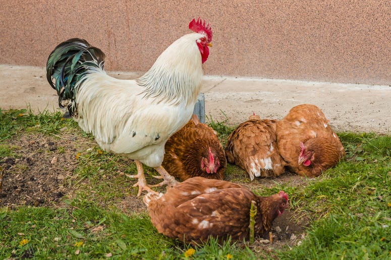 Chicken Chicken