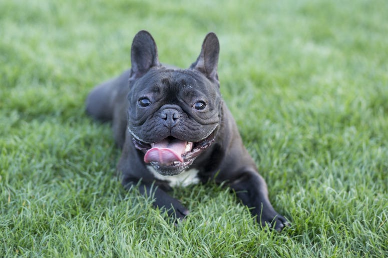 Bulldog Bulldog