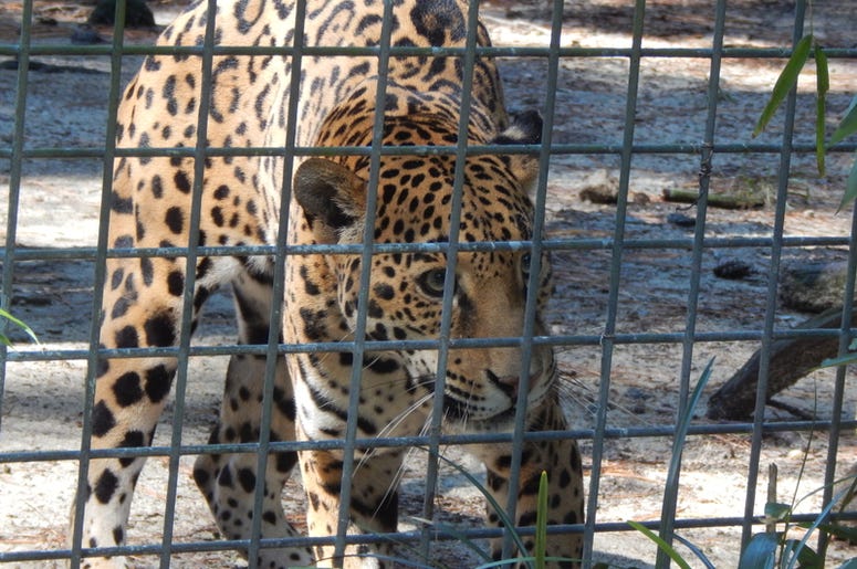 Zoo Zoo