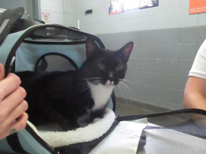 Tux @ Pet Alliance