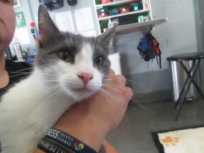 Miss Kitty @ Pet Alliance