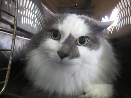 Bruno at Pet Alliance