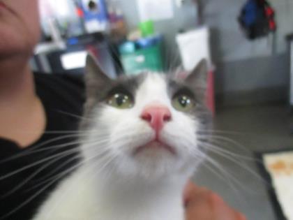 Miss Kitty @ Pet Alliance