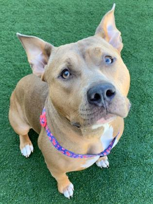 Penny @ Pet Alliance