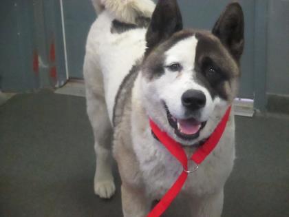 Gunner @ Pet Alliance