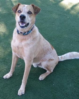 Toby @ Pet Alliance