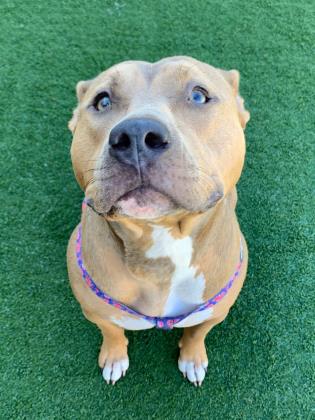 Penny @ Pet Alliance