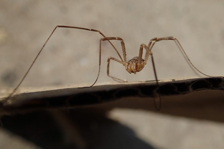 Spider Spider