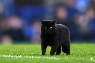 Black Cat Football Field black cat on football field