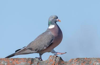 Pigeon