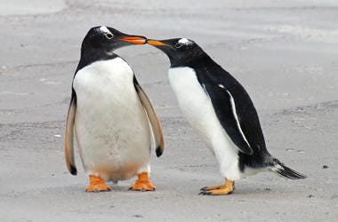 Penguins