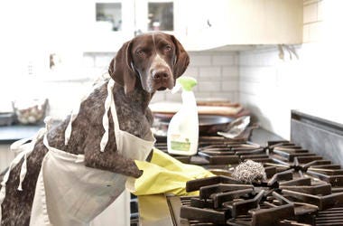 Dog Cooking