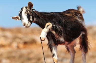 Goat on Car