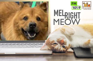 Happy @ Pet Alliance