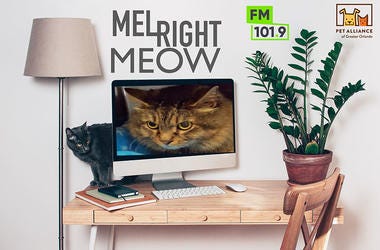 kitty Pet Alliance