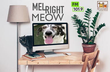 Pet Alliance