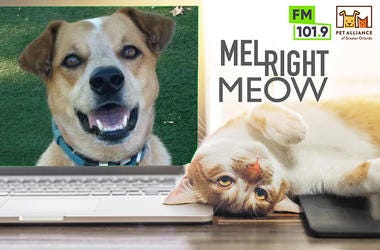 Pet Alliance