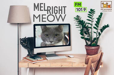 Pet Alliance