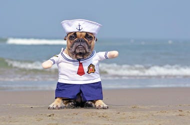 Pug In A Sailor Costume pug dog in sailor costume on beach