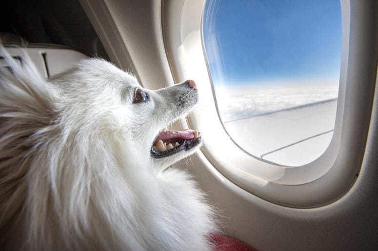 Dog In Airplane dog in airplane