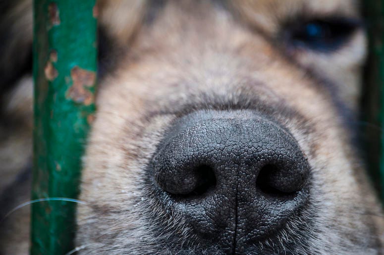 Dog Nose In Fence dog nose in fence