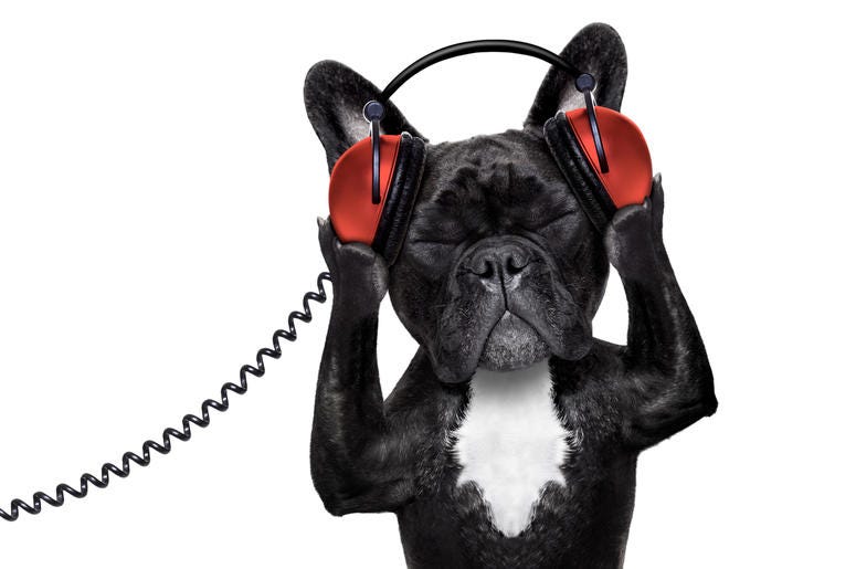 Dog With Headphones dog wearing headphones