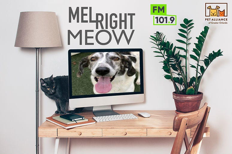 Pet Alliance