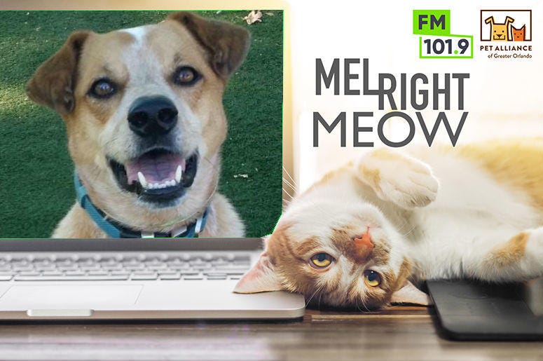 Pet Alliance