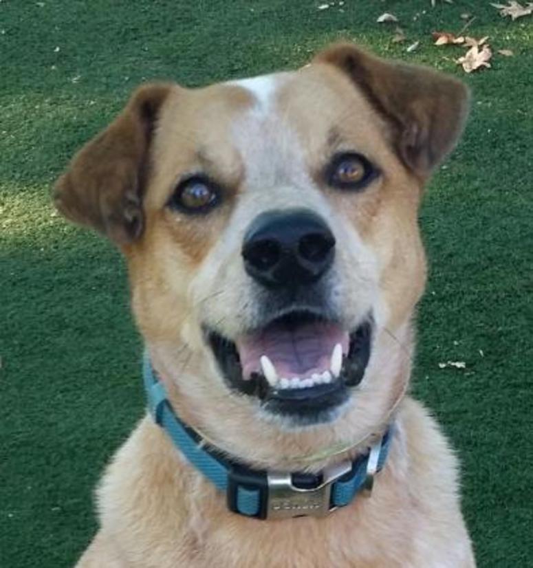 Toby @ Pet Alliance