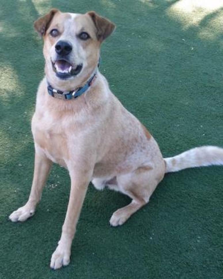 Toby @ Pet Alliance