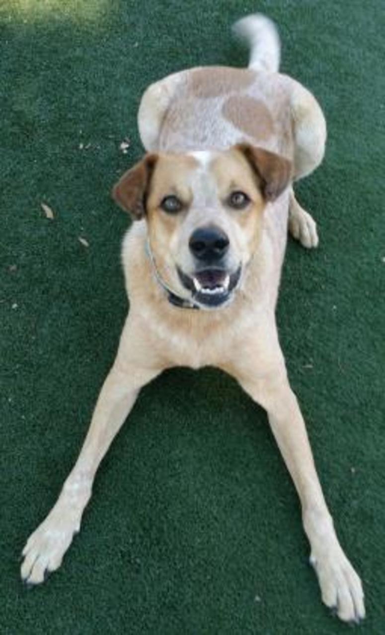 Toby @ Pet Alliance