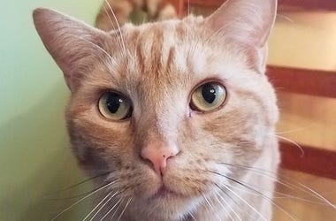orange cat
