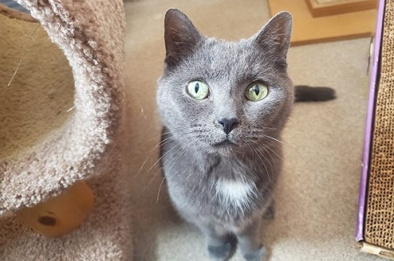 grey cat