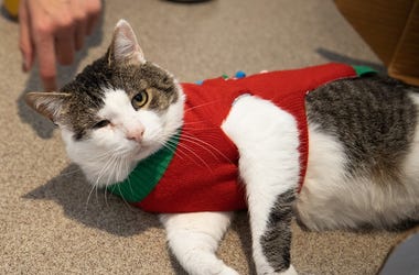 cat