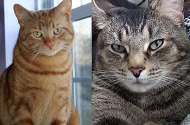 cats