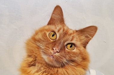 orange kitty