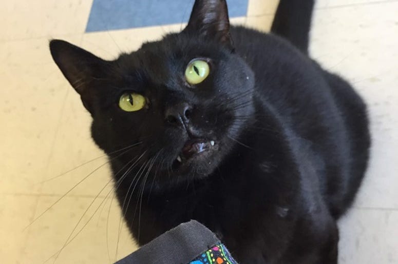 cats