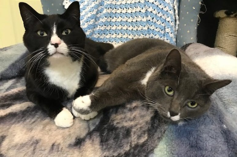 cats