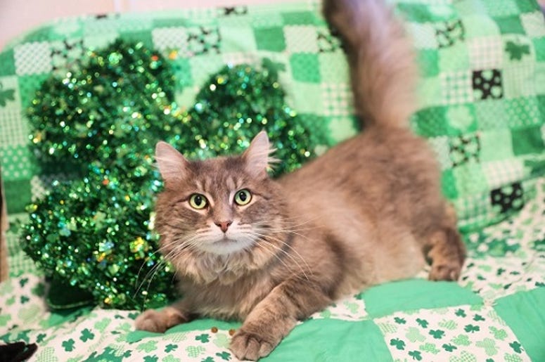 cat