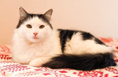 cat