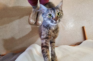 kitten
