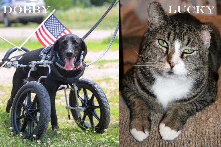 Dobby & Lucky