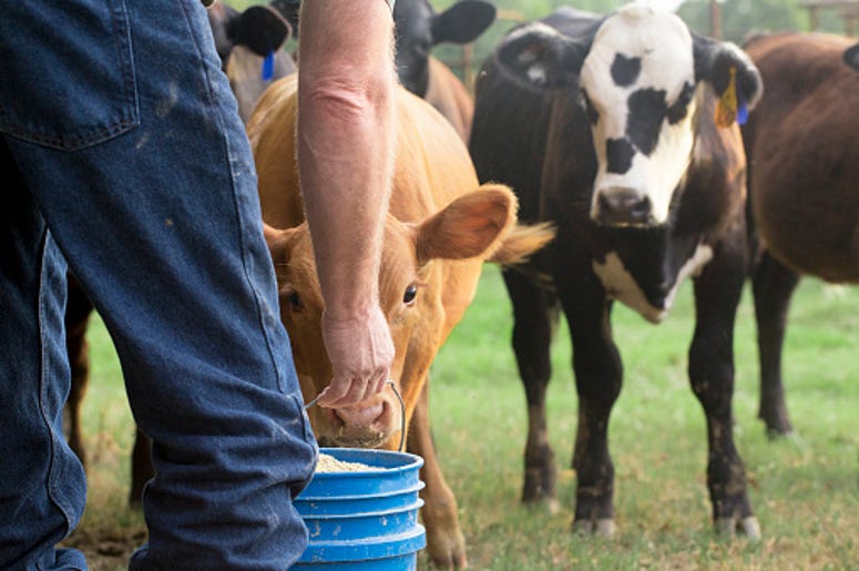 cows